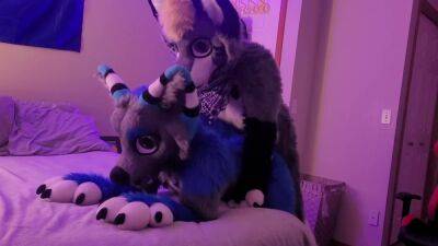 Freaky Furry Copulation and Blowjob In Cute Wolf and Raccoon Costumes on freereelz.com